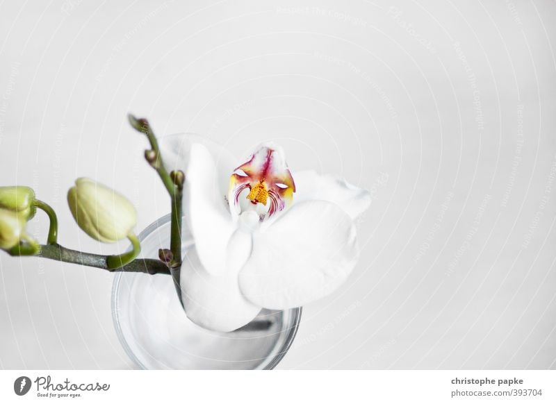 FLOWERING TIME Plant Orchid Leaf Blossom Pot plant Exotic Blossoming Esthetic Fresh Beautiful Soft Bud Colour photo Interior shot Close-up Detail