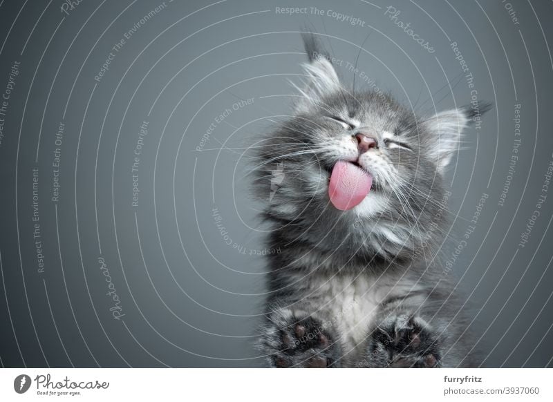 cute kitten licking glass table with copy space cat purebred cat pets maine coon cat fur fluffy feline adorable beautiful one animal bottom view paws below