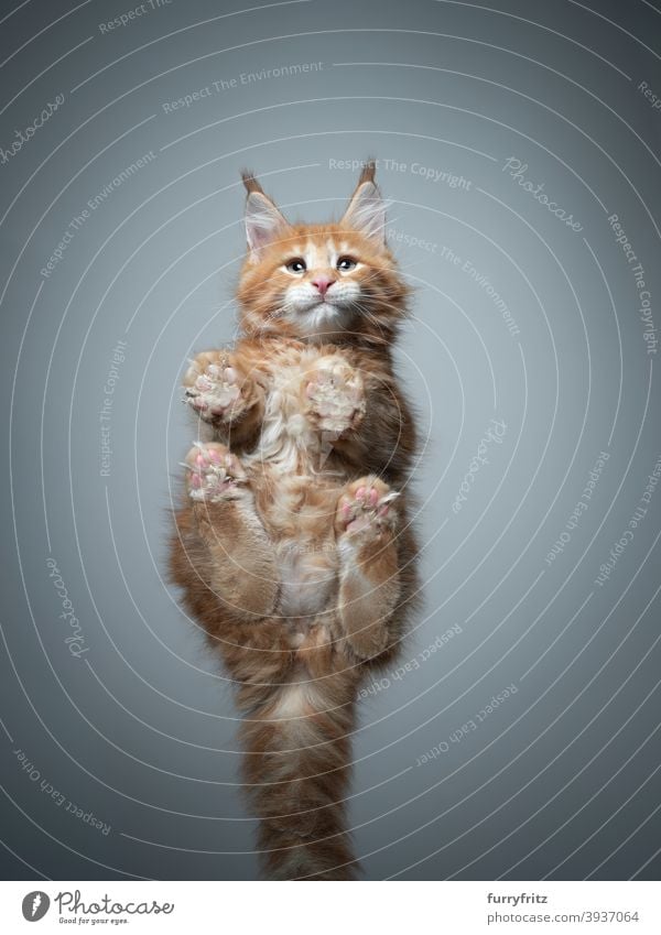 bottom view of cute kitten sitting on glass table cat purebred cat pets maine coon cat fur fluffy feline adorable beautiful one animal copy space paws below