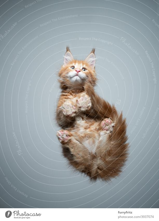 cute maine coon kitten bottom view sitting on glass table cat purebred cat pets maine coon cat fur fluffy feline adorable beautiful one animal copy space paws