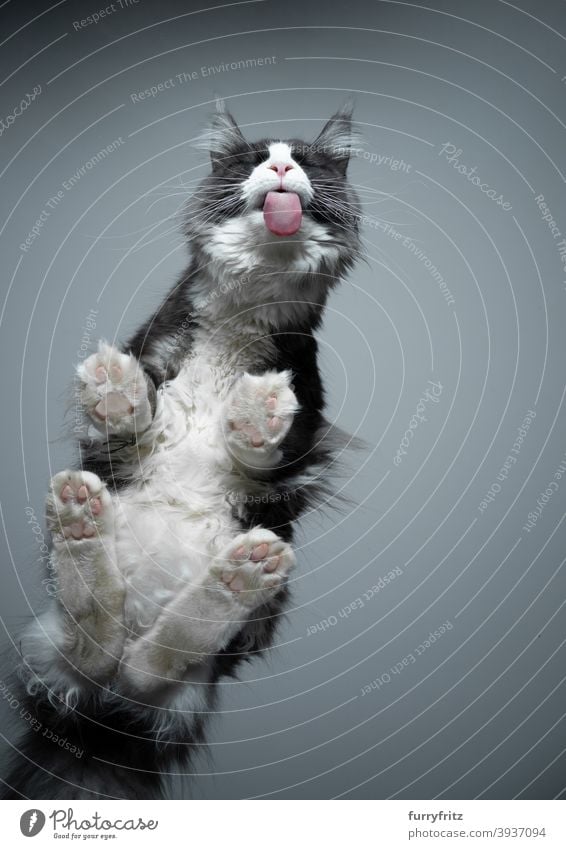 bottom view of maine coon cat licking glass table purebred cat pets fur fluffy feline cute adorable beautiful one animal copy space paws below funny