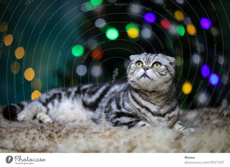 Beautiful domestic cat on the background of bokeh christmas tree animal beautiful decoration new year celebration holiday cute fluffy funny kitten kitty pet