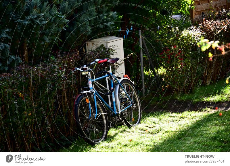 Two bicycles, nestled so close together that they could be mistaken for one, stand next to the grey electricity box, leaning against the garden hedge that lies in the dark; the morning sun illuminates the blue men's bike and the lawn.