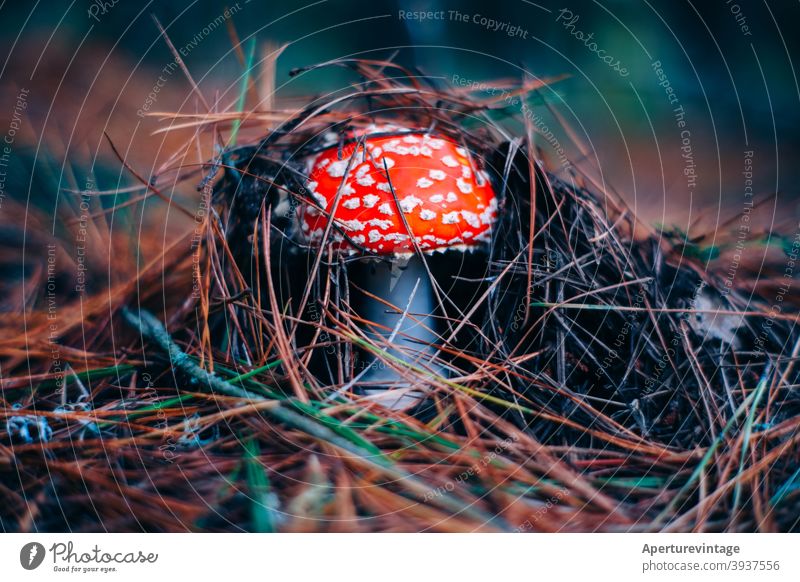 mushroom To fall Red Mushroom bokeh macro Copy Space