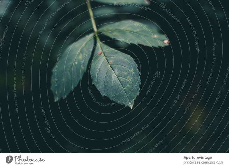 leaf green bokeh copy space floral tree