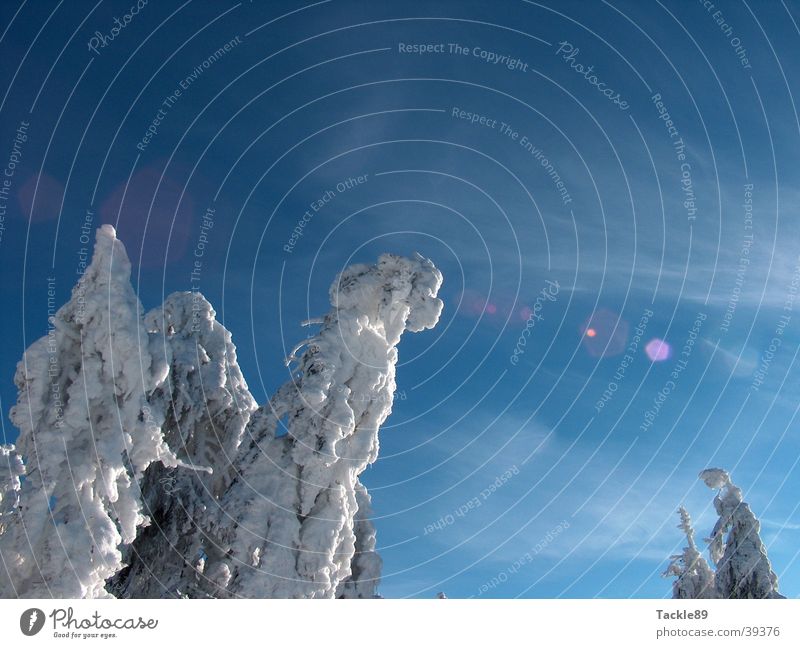 Snow load 2 Winter Fir tree Tree Snowscape Harz Mountain