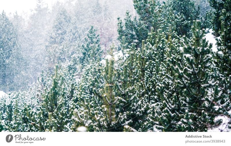 Coniferous forest under snow tree nature outdoor winter christmas frozen season freshness ice branch coniferous horizontal snowflake snowing climate pine sky