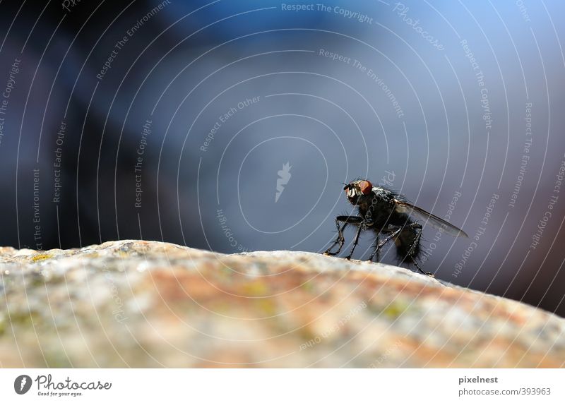 Ready for takeoff Animal Rock Hair Fly 1 Stone Observe Crouch Sit Stand Wait Disgust Hideous Small Blue Attentive Calm Boredom Bizarre Nature Environment Insect