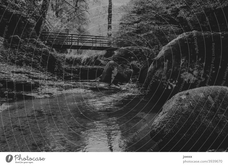 Bridge over small stream with rocks in forest, monochrome somber silent Calm Nature Forest Exterior shot Brook Water Deserted Landscape Day Rock stones Tree