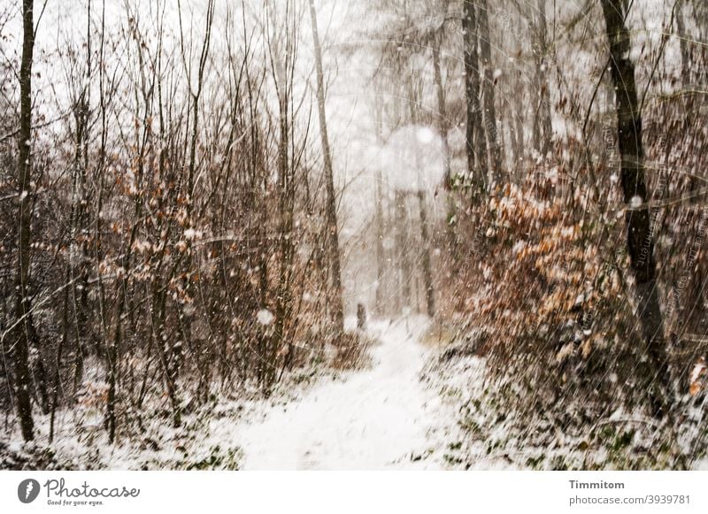 Snowfall during winter walk in the forest snowflakes Winter off To go for a walk Forest trees Nature foliage Cold Weather Exterior shot Environment Winter's day