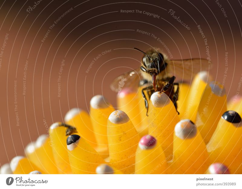 Eugh! Bee 1 Animal Toys Observe Relaxation Crawl Cleaning Looking Small Near Cute Thorny Brown Yellow White Diligent Cleanliness Fear of flying Discover Nature