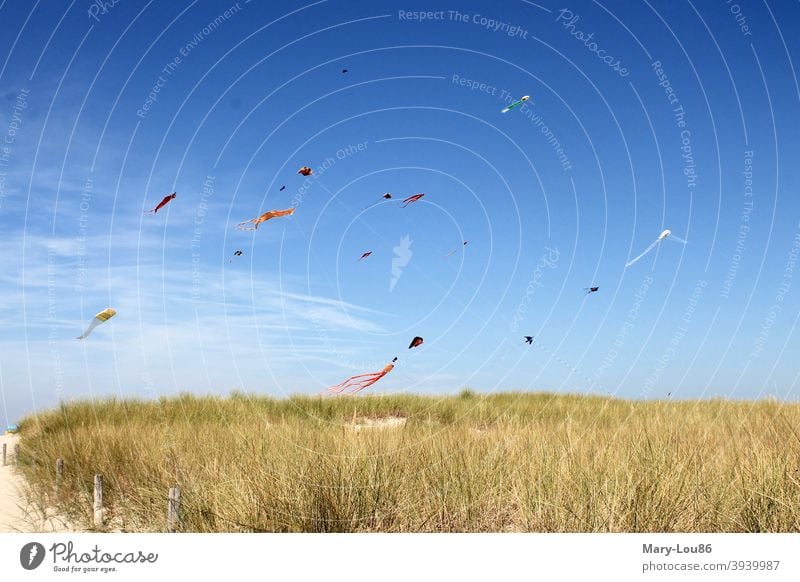 Kite flying on the beach under a blue sky Beach Blue sky sunshine kites climb the kite Vacation mood Landscape recreational activities Vacation & Travel