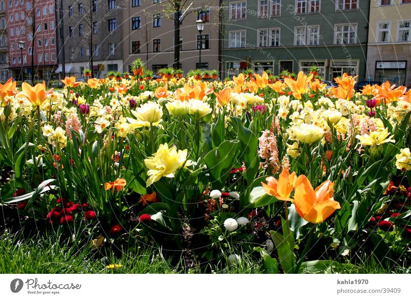 springtime lust Spring Town Flower Multicoloured Green Yellow