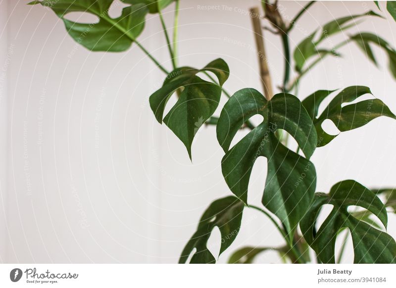 Rhaphidophora tetrasperma rare tropical plant with split leaves on a bamboo trellis monstera split leaf fenestration holes green nature fresh garden agriculture