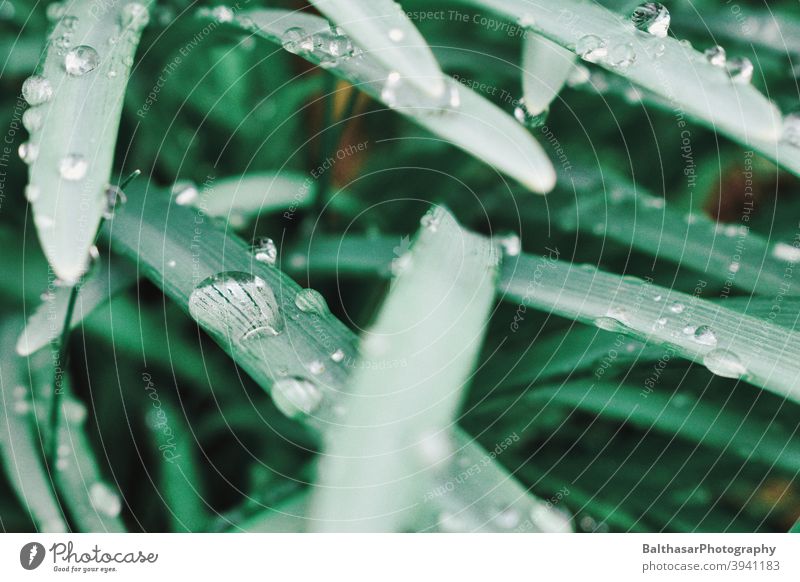 blades of grass - water drop Grass Drops of water Green Fresh Damp blurriness saturated colors Nature Environment Detail Rain