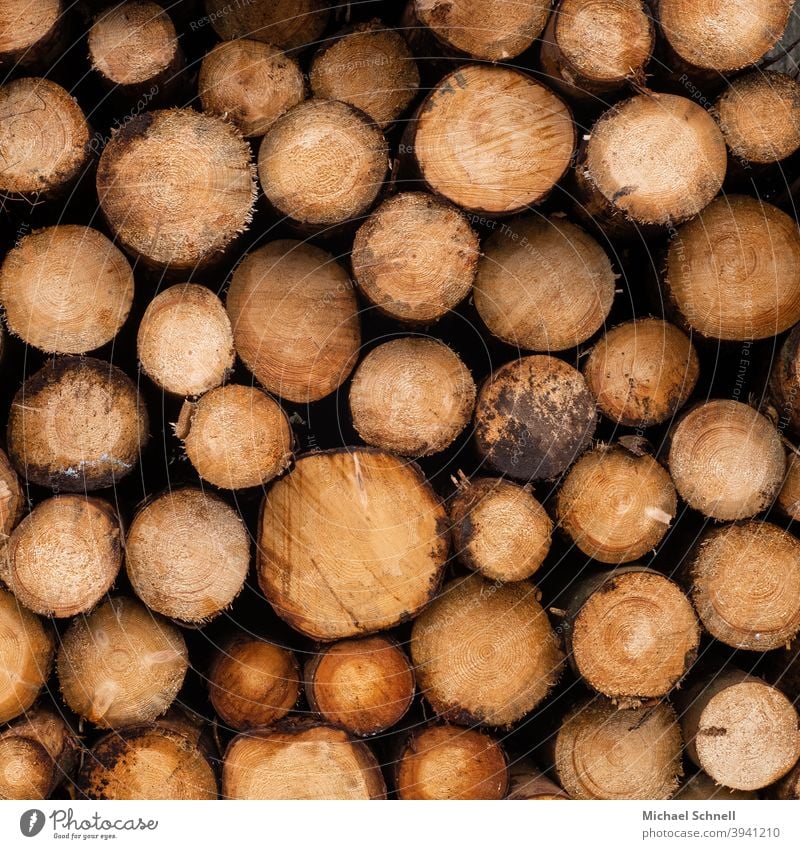 Stacked logs of felled trees Tree trunk tree trunks Wood Deserted Forestry Forest death stacked trees