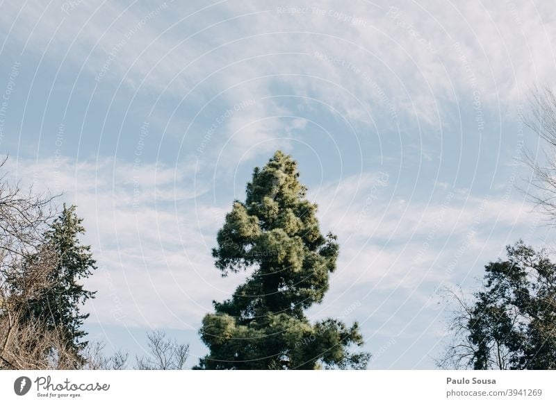 Tree against the sky Nature Sky Branch Clouds Tree trunk Leaf Blue Green Sky blue Meadow Summer Tree bark Growth Branchage Environment Exterior shot Yellow