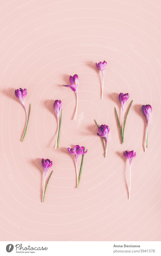 Layout from crocus flowers march spring bloom purple springtime botanical happiness april beautiful leaf spring crocus floral violet spring flower crocuses