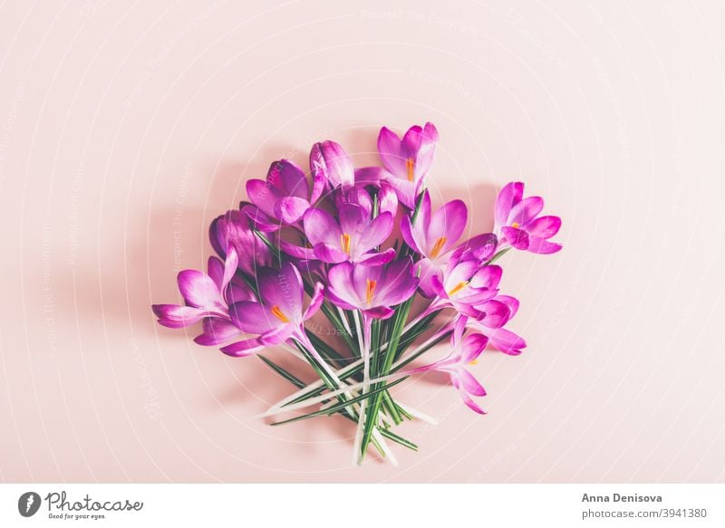 Layout from crocus flowers march spring bloom purple springtime botanical happiness april beautiful leaf spring crocus floral violet spring flower crocuses