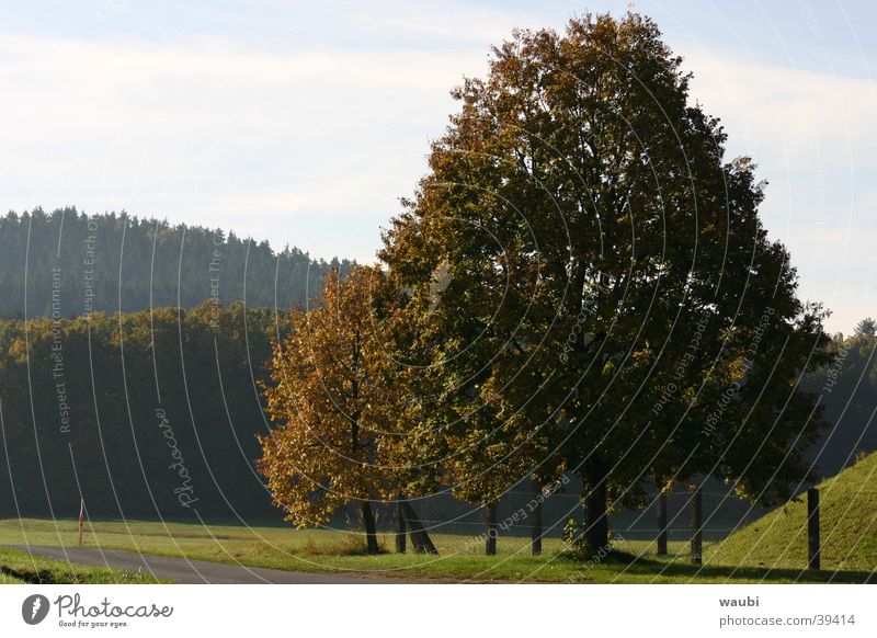 nature Tree Autumn Green Air Summer