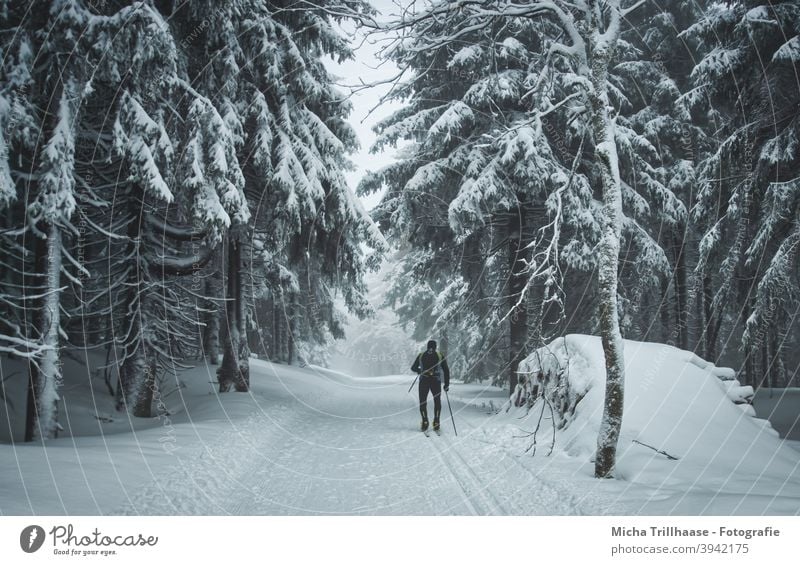 Skiing in the snowy forest Thuringia Thueringer Wald Rennsteig Snow Winter Winter sports cross-country skiing Cross country skiing Cross-country ski trail Frost