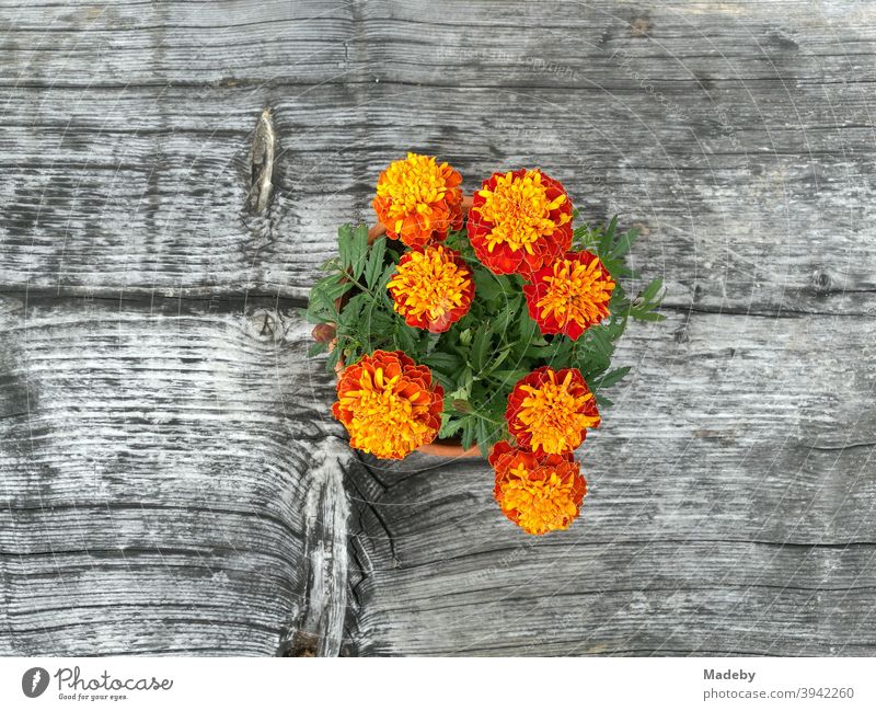 Anemone flowering dahlia in bright orange on a rustic grey wooden table in Oberammergau in beautiful Upper Bavaria anemone dahlia Anemone Blooming Orange