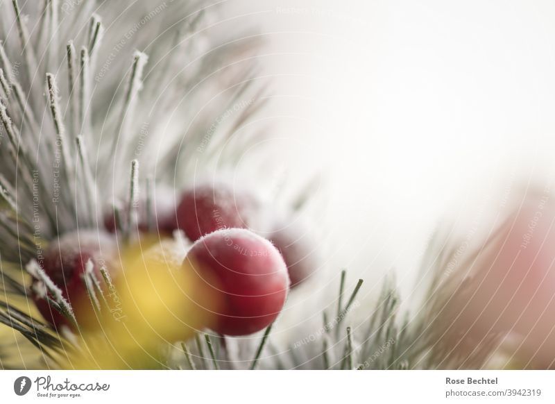 Red berries on the branch of a needle Winter red berries conifer branch Berries Fruit Close-up Nature Cold Ice Frost Colour photo Detail Copy Space Deserted