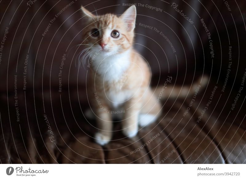 Portrait of a young red tabby cat on the couch Cat teen Animal Pet Red mackerelled Pattern Pelt White Patch Cute Small Kitten feline Wild peep Appearance Sit