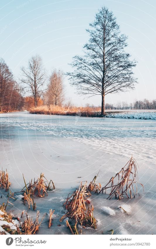 Winter in Brandenburg III Transience Nature Environment Plant Tree Acceptance Trust Belief Experiencing nature Colour photo To go for a walk Exterior shot