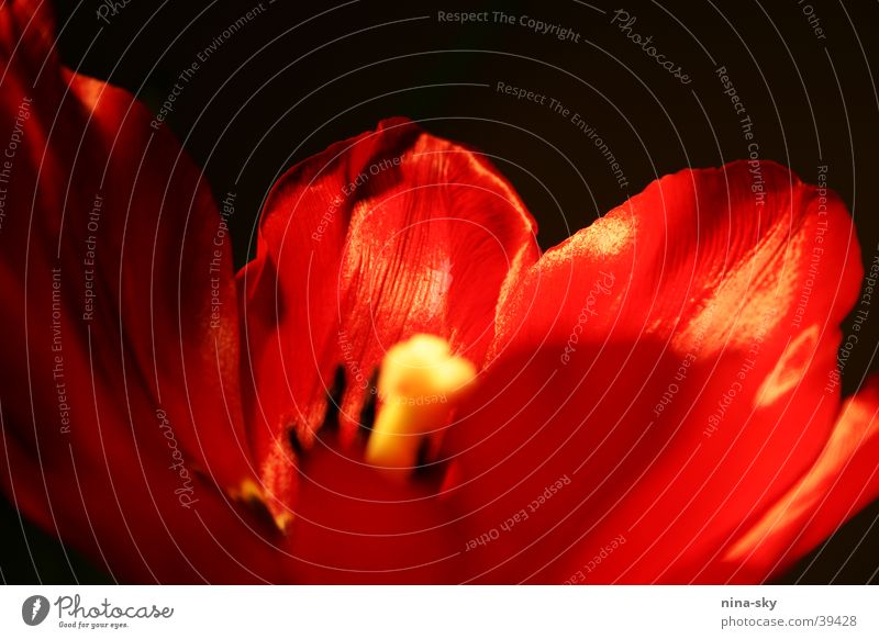 tulip night Tulip Red Black Blossom Leaf Night Blossom leave Light Pistil Blossoming Detail Shadow