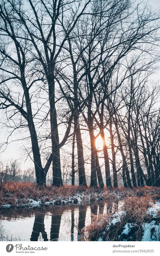 Winter in Brandenburg Transience Nature Environment Plant Tree Acceptance Trust Belief Experiencing nature Colour photo To go for a walk Exterior shot