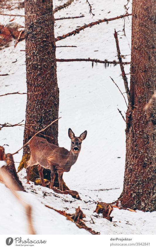 Snowy landscape with deer in the Stubai Valley Winter's day Snowscape Deep depth of field Contrast Shadow Light Day Copy Space top Structures and shapes Pattern