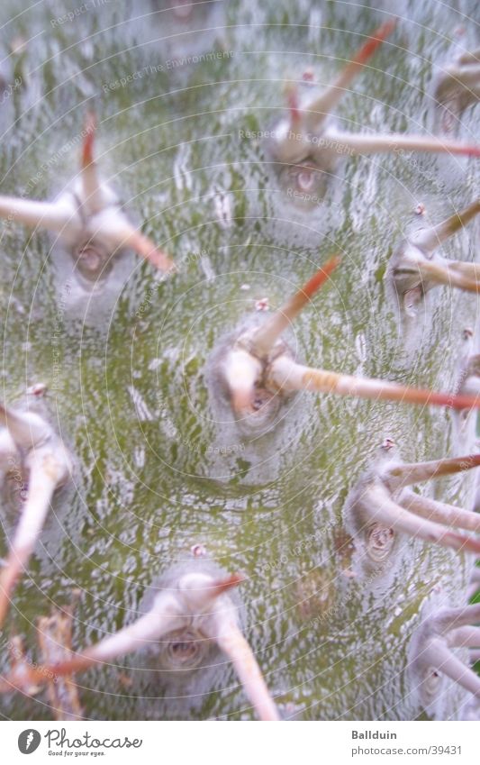 Cactus - Spines Green Dry Gray Botany Thorn Close-up Plant Point Detail Nature Macro (Extreme close-up)