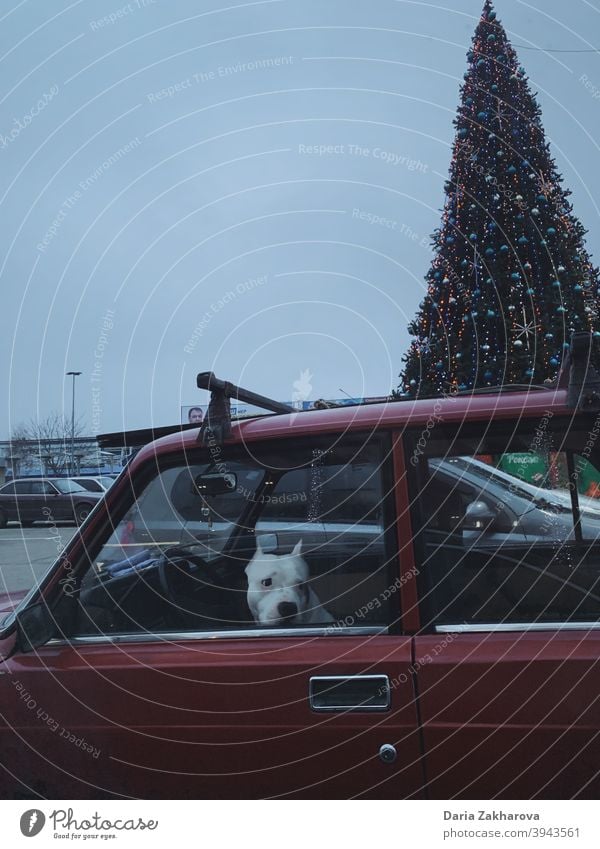 Dog waiting in the car for the driver to bring her to Christmas party Pet Car Driving Driver Christmas tree New Year white dog red car Parking adopt adoption