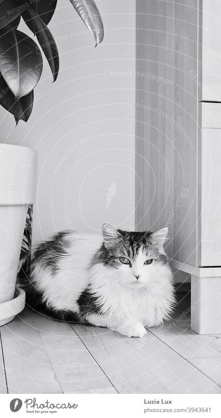 Cat, longhair mix lies between chest of drawers and rubber tree, looks into the camera with different sized eyes hangover Longhaired cat Long-haired