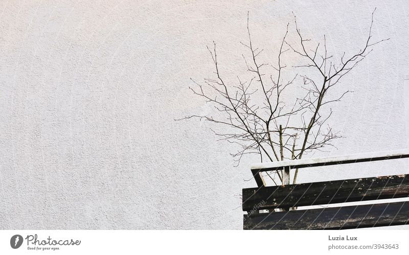 Suburban tristesse or a cut balcony with bare branches, in the middle of winter Balcony Town Bleak Old Gloomy dreariness house wall Plaster rail Balcony plant