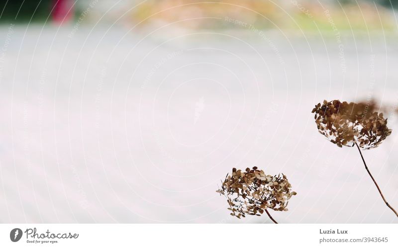 Two faded hydrangeas dance in the winter wind Hydrangea Hydrangea blossom Faded Winter Exterior shot Plant Blossom Colour photo Nature Flower Winter light Wind