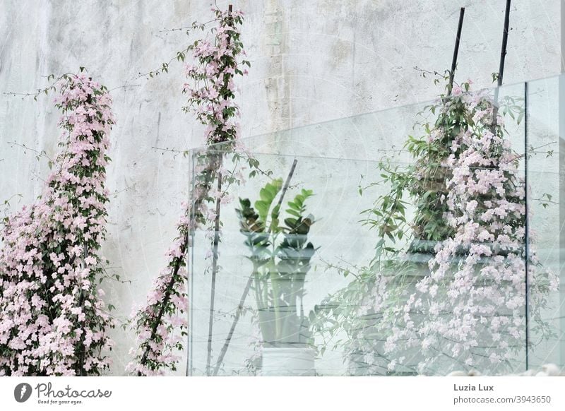 pink clematis and lucky feather on/near a glazed balcony Clematis creeper blossoms Blossom Delicate Lucky Feather Spring Balcony Bright kind Easy pretty Plant