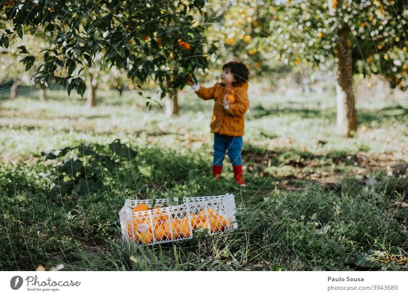 Child picking oranges from tree childhood Orange Orange juice Orange tree citrus Citrus fruits Organic produce Farm Nutrition Food Colour photo Healthy Eating