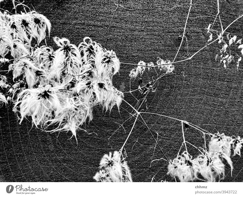 Plant in front of wall Wall (barrier) Wall (building) black Exterior shot structure Pattern Structures and shapes Deserted Twigs and branches Branched Blossom