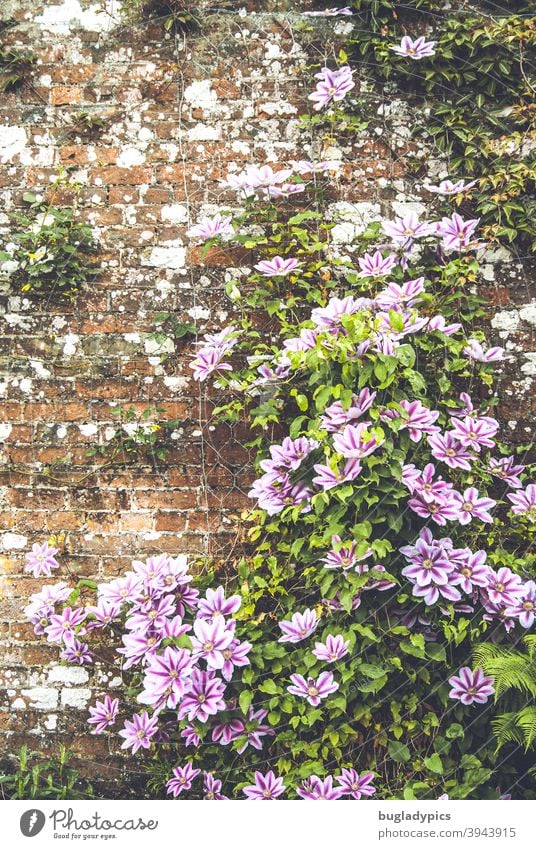 Little flower, little flower on the wall Clematis climbing plants Creeper Plant Blossom Flower Nature Garden Blossoming Summer Violet Green purple Pink pink