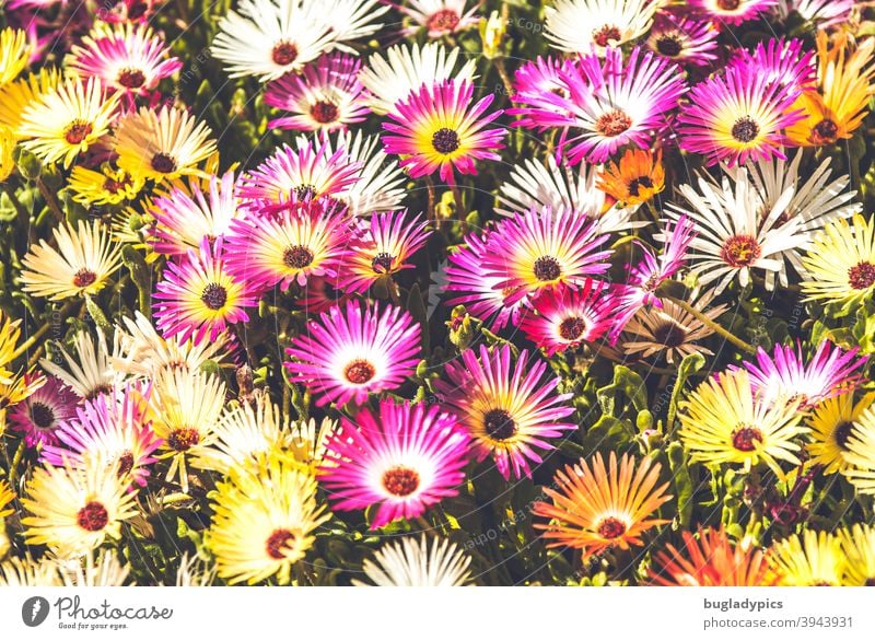 Midday flowers - Mesembryanthemum Livingstone daisy midday flower Iceberg Plant Blossom Flower variegated motley Summer Nature Blossoming Garden naturally