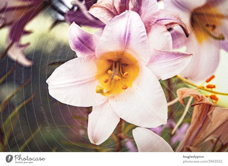 lily Lily Lily blossom Lily plants Blossom Flower Plant Nature Summer Greenhouse Pink purple White Yellow Close-up Blossoming Garden blurriness Orange