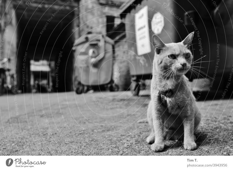 a cat in a backyard in front of garbage cans Cat hangover b/w B/W Prenzlauer Berg chestnut avenue Black & white photo B&W Loneliness Dark Town Exterior shot Day