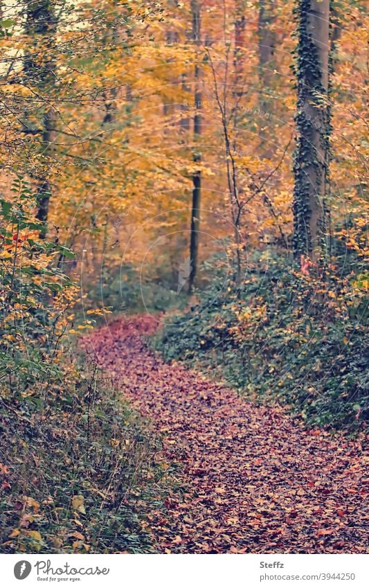 autumnal memory Automn wood forest path Forest November Forest Autumnal Autumn leaves tranquillity autumn leaves autumnal colours autumn colours