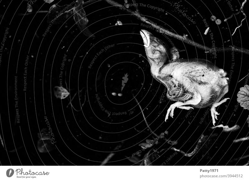 Dead sparrow chick fallen from nest lies on cold black earth Sparrow dead Death Chick Dead animal Transience Animal Bird Sadness Grief 1 Earth start End Low-key