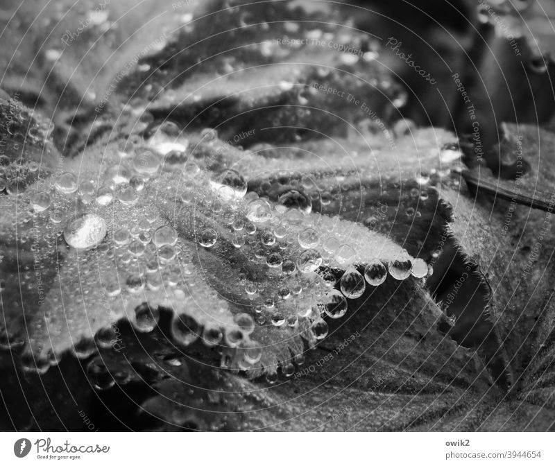 Pearl Jam Plant Drops of water Leaf Garden Near Wet naturally Spring Rain Many Exterior shot Detail Deserted Long shot Macro (Extreme close-up) Close-up Nature