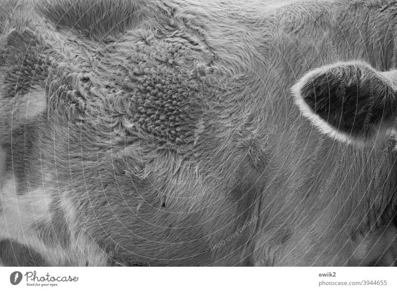 I'm all ears Cattle Detail Animal portrait Exterior shot Cow Black & white photo Pelt structure Ear shaggy Farm animal naturally hair ruffle observantly