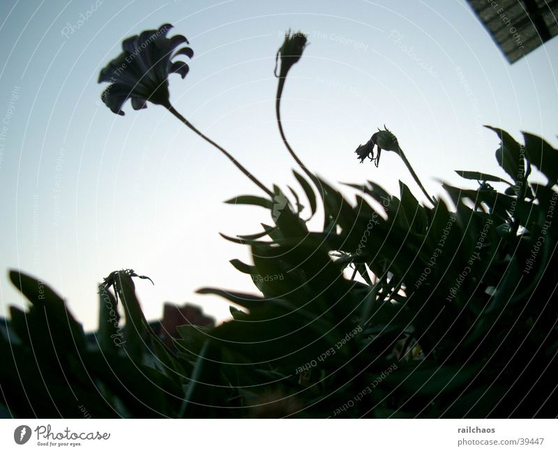 Balcony plants against the evening sky Plant Summer Leaf Evening Sky