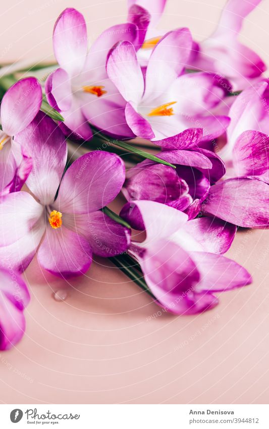 Layout from crocus flowers march spring bloom purple springtime botanical happiness april beautiful leaf spring crocus floral violet spring flower crocuses